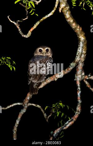 Gufo bianco o gufo-gufo del Madagascar (Athene superciliaris) sul ramo dell'albero, Madagascar Foto Stock