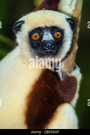 Coquerels sifaka (Propithecus coquereli), Palmarium, Madagascar Foto Stock