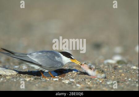 Sternula antillarum Foto Stock