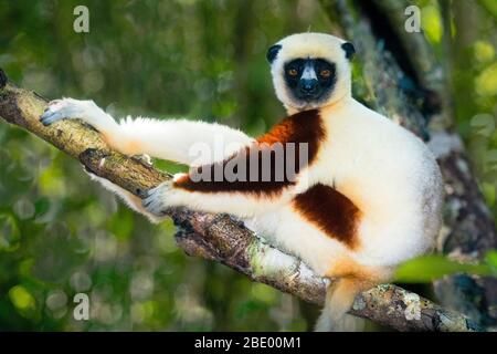 Coquerels sifaka (Propithecus coquereli) su albero, Palmarium, Madagascar Foto Stock