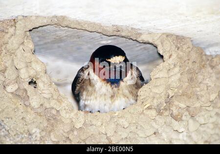 Cliff Swallow nel suo nido Foto Stock