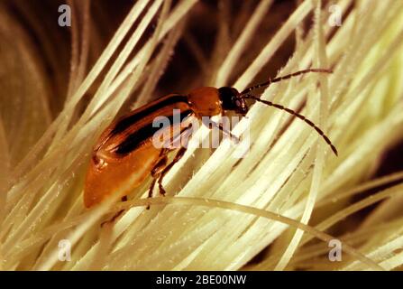 Western corn rootworm coleottero Foto Stock