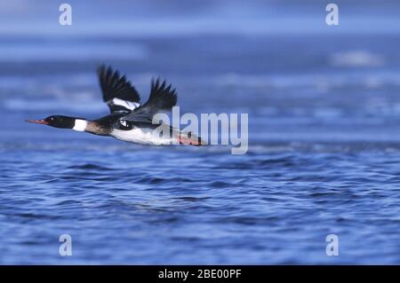 Red-breasted Merganser Foto Stock