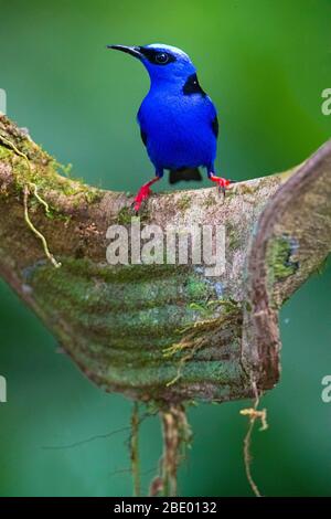 Uomo avifauna a zampe rosse (Cyanerpes cyaneus) che si muove, Sarapiqui, Costa Rica Foto Stock