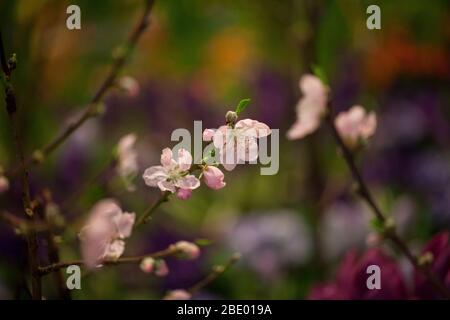 L'albero rosa fiorisce in un giardino primaverile Foto Stock