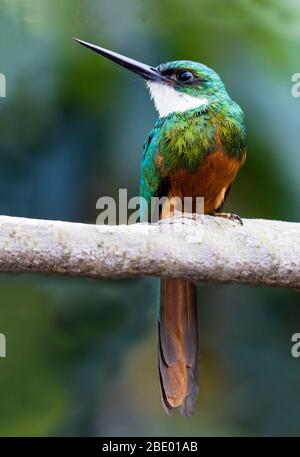 Jacamar maschio a coda rufosa (Galbula ruficauda) che si arenava sul ramo, Pantanal, Brasile Foto Stock