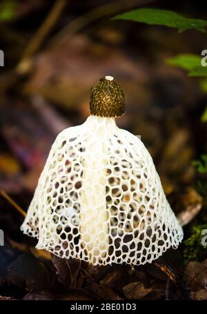 Fungo di velo nuziale (phallus indusiatus), Palmarium, Madagascar Foto Stock