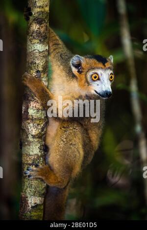 Lemuri coronati (Eulemur coronatus), Palmarium, Madagascar Foto Stock