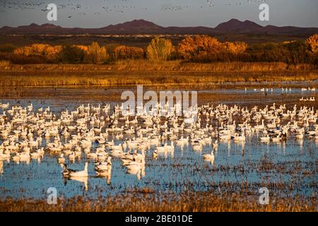 Colonia di oche da neve (Anser caerulescens) nel fiume, Soccoro, New Mexico, USA Foto Stock