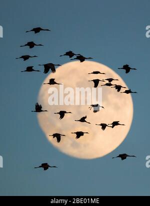 Gran gruppo di gru a terra (Antigone canadensis) che volano contro la luna, Soccoro, New Mexico, USA Foto Stock