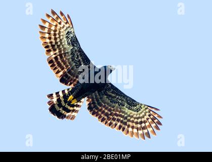 Falco a schiva affilata (Accipiter striatus) in volo, Sarapiqui, Costa Rica Foto Stock