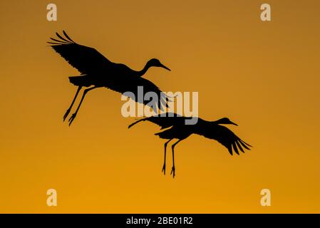 Gru Sandhill (Antigone canadensis) in volo, Soccoro, New Mexico, USA Foto Stock