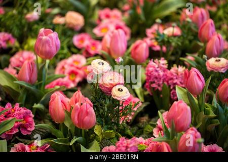 Tulipani colorati, Hyacinthus, Narciss, Primula, Ranunculus aiuole in International 'Grüne Woche', Messe Berlin, 2020 Foto Stock