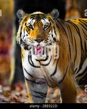 Foto ravvicinata di tigre del bengala (Panthera tigris tigris), India Foto Stock