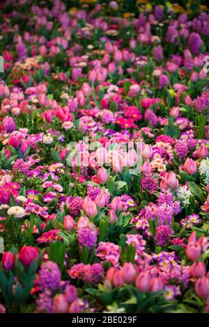 Tulipani colorati, Hyacinthus, Narciss, Primula, Ranunculus aiuole in International 'Grüne Woche', Messe Berlin, 2020 Foto Stock
