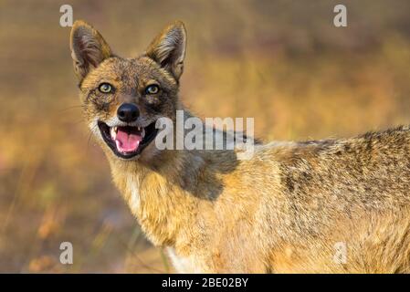 Foto ravvicinata del jackal indiano (Canis aureus indicus), India Foto Stock