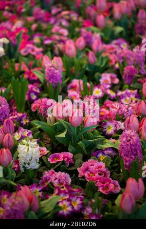 Tulipani colorati, giacinthus, Narcissus, Primula, Ranunculus aiuole in International 'Grüne Woche', Messe Berlin, 2020 Foto Stock