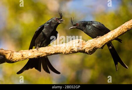 Due drongos (Dicrurus forficatus) arroccati sul ramo dell'albero, Madagascar Foto Stock