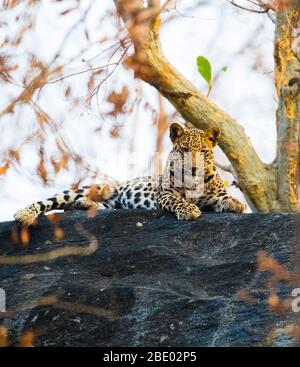 Ritratto di giovane leopardo (Panthera pardus) poggiato sulle rocce, India Foto Stock