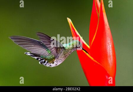 Colibrì con gola di fuoco (Panterpe insignis) che vola con fiori rossi, Sarapiqui, Costa Rica Foto Stock