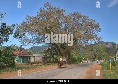 Carretto da cavalli, la principale forma di trasporto nella Valle di Viñales, Cuba Foto Stock