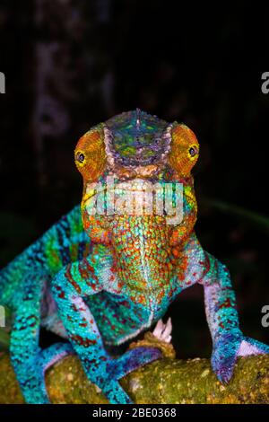 Ritratto di camaleonte pantera (Furcifer pardalis) che riposa sul ramo, Madagascar Foto Stock