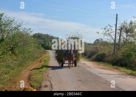 Carretto da cavalli, la principale forma di trasporto nella Valle di Viñales, Cuba Foto Stock