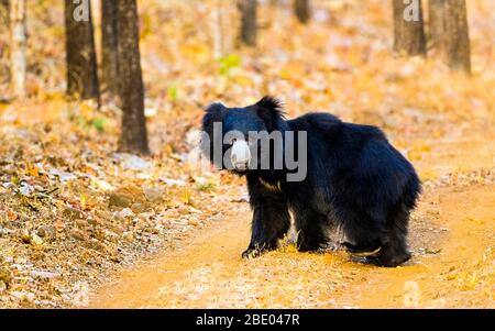 Orso di sloth (Melursus ursinus) guardando la macchina fotografica, India Foto Stock