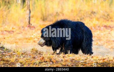 Orso di sloth (Melursus ursinus) vista del profilo, India Foto Stock