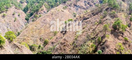 Alberi alle pendici delle montagne di Benguet, provincia di montagna, Filippine Foto Stock