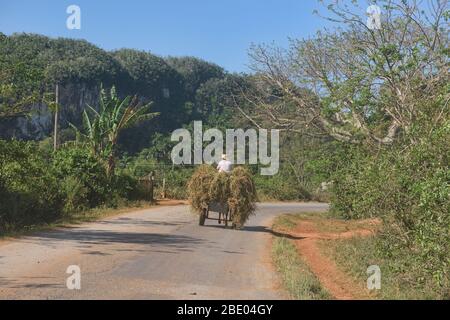 Carretto da cavalli, la principale forma di trasporto nella Valle di Viñales, Cuba Foto Stock