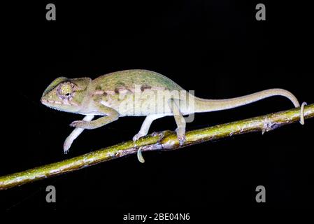 Camaleonte tappeto (Furcifer lateralis) su ramoscello, Madagascar Foto Stock