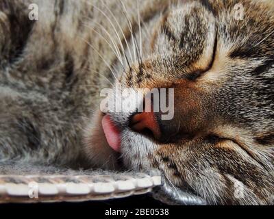 Grande foto di un gatto domestico che dorme con la lingua fuori, primo piano usando macro, colpo di faccia del gatto con fuoco selettivo sul naso e sulla lingua del gatto`s Foto Stock