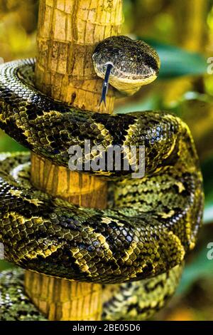 Primo piano del Madagascar Ground boa (Acrantophis madagascariensis), Madagascar Foto Stock