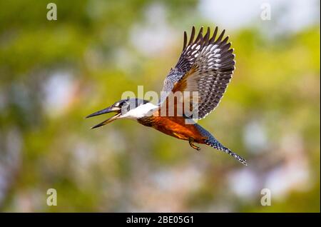 Volo a corone (Megaceryle torquata), Pantanal, Brasile Foto Stock