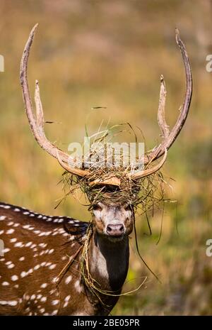 Cheetal (asse dell'asse) o cervi macchiati, India Foto Stock