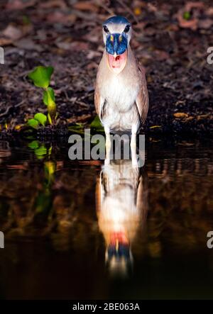 Airone con bolletta (Cochlearius coclearius) o boatbill, Pantanal, Brasile Foto Stock