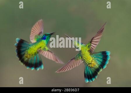 Primo piano di due colibrì viola dalle orecchie blu sulle montagne di talamanca, Costa Rica Foto Stock