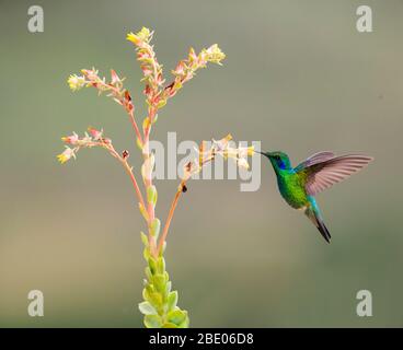 Primo piano di colibrì violetto color azzurro che beve nettare da fiore sulle montagne talamanca, Costa Rica Foto Stock