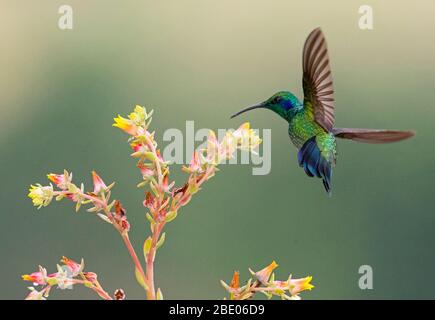 Primo piano di colibrì violetto color azzurro che beve nettare da fiore sulle montagne talamanca, Costa Rica Foto Stock