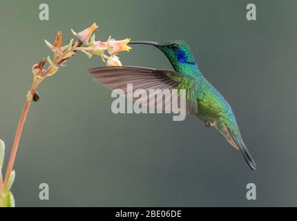 Primo piano di colibrì violetto color azzurro che beve nettare da fiore sulle montagne talamanca, Costa Rica Foto Stock