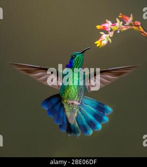 Primo piano di colibrì violetto color azzurro che beve nettare da fiore sulle montagne talamanca, Costa Rica Foto Stock