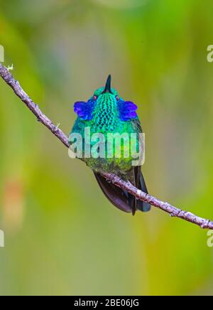 Primo piano di colibrì viola color azzurro-eato sul ramoscello sulle montagne talamanca, Costa Rica Foto Stock