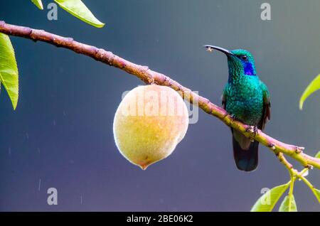 Primo piano di colibrì viola color azzurro vicino alla pesca sul ramo sulle montagne talamanca, Costa Rica Foto Stock