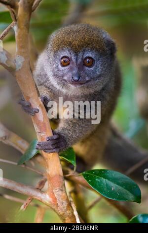 Ritratto di lemuri di bambù minori orientali (Hapalemur griseus) conosciuto anche come il lemur di bambù grigio, Madagascar Foto Stock