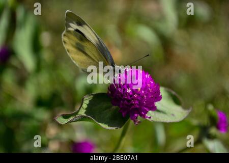 Srinagar, Jammu Kashmir, India. 10 aprile 2020. Una farfalla visto raccogliere nettare da un fiore durante una giornata di primavera soleggiata in Kashmir. Credit: Saqib Majeed/SOPA Images/ZUMA Wire/Alamy Live News Foto Stock