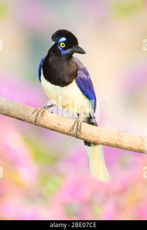 Jay peluche-crestato che si perching sul ramo, Mato Grosso, Brasile Foto Stock