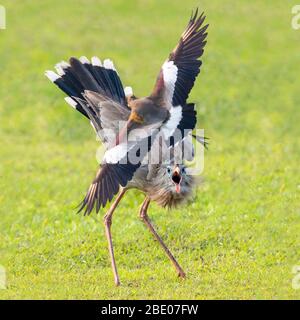 Seriema a zampe rosse minacciato dal falco, Mato Grosso, Brasile Foto Stock