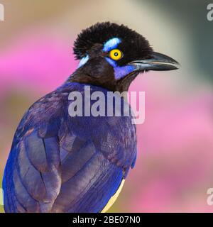 Ritratto di jay peluche-crespato (Cyanocorax chryops), Porto Jofre, Pantanal, Brasile Foto Stock