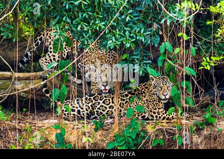 Due giaguari (Panthera onca) che riposano nella foresta, Porto Jofre, Pantanal, Brasile Foto Stock